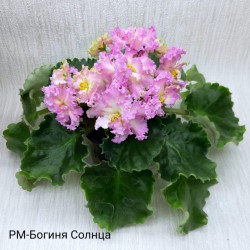 РМ-Богиня Солнца